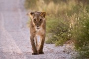 Lion walking the Lower Dune road at first light